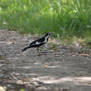 Grallina cyanoleuca at Mungabareena - 24 Jan 2021 09:33 AM