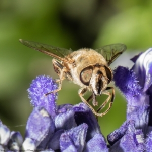 Eristalis tenax at Macgregor, ACT - 25 Jan 2021 06:06 PM