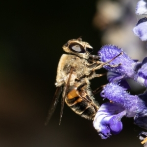 Eristalis tenax at Macgregor, ACT - 25 Jan 2021 06:06 PM