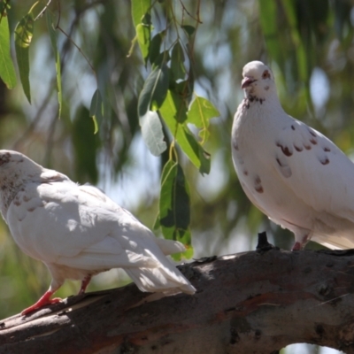 Columba livia (Rock Dove (Feral Pigeon)) at Albury - 24 Jan 2021 by PaulF