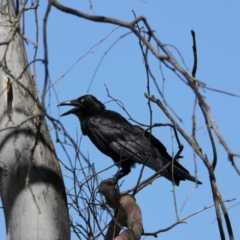 Corvus coronoides (Australian Raven) at Albury - 23 Jan 2021 by PaulF
