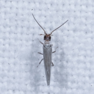 Coniopterygidae (family) at Melba, ACT - 16 Jan 2021 11:30 PM