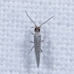 Unidentified True bug (Hemiptera, Heteroptera) at Melba, ACT - 16 Jan 2021 by kasiaaus