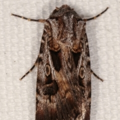 Agrotis munda (Brown Cutworm) at Melba, ACT - 16 Jan 2021 by kasiaaus