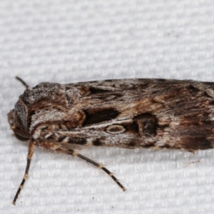 Agrotis munda at Melba, ACT - 17 Jan 2021 12:27 AM