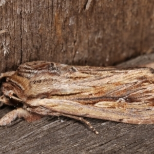 Persectania (genus) at Melba, ACT - 17 Jan 2021 12:38 AM