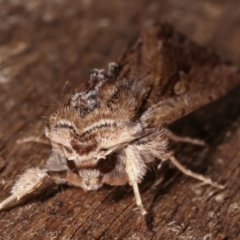 Persectania (genus) at Melba, ACT - 17 Jan 2021