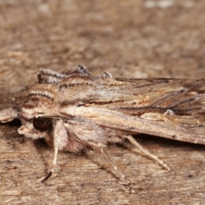 Persectania (genus) at Melba, ACT - 17 Jan 2021