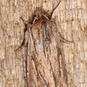 Persectania (genus) at Melba, ACT - 17 Jan 2021