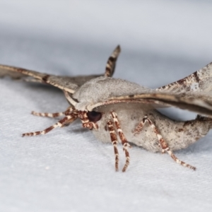 Circopetes obtusata at Melba, ACT - 17 Jan 2021