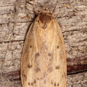 Heliocausta undescribed species at Melba, ACT - 17 Jan 2021