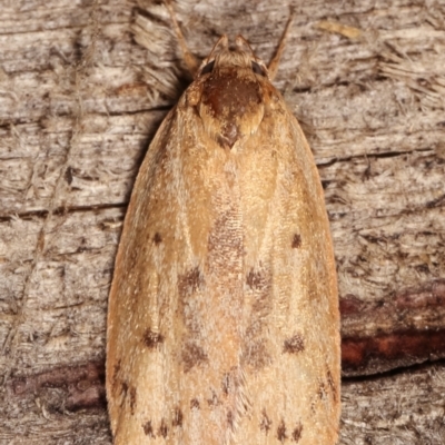 Heliocausta undescribed species (A concealer moth) at Melba, ACT - 16 Jan 2021 by kasiaaus