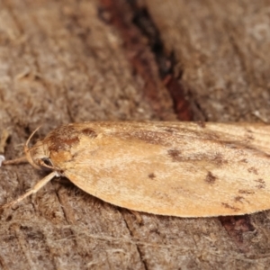 Heliocausta undescribed species at Melba, ACT - 17 Jan 2021