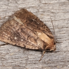 Proteuxoa provisional species 2 (A Noctuid moth) at Melba, ACT - 17 Jan 2021 by kasiaaus