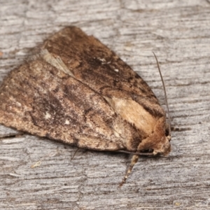 Proteuxoa provisional species 2 at Melba, ACT - 17 Jan 2021 10:06 PM