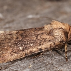 Proteuxoa provisional species 2 at Melba, ACT - 17 Jan 2021 10:06 PM