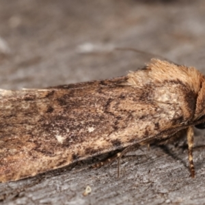 Proteuxoa provisional species 2 at Melba, ACT - 17 Jan 2021