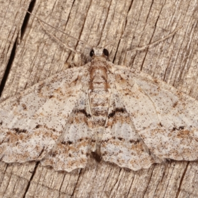 Boarmiini (tribe) (Unidentified Looper moth) at Melba, ACT - 17 Jan 2021 by kasiaaus