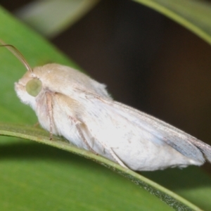 Helicoverpa (genus) at Stromlo, ACT - 24 Jan 2021 05:16 PM