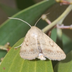 Helicoverpa (genus) at Stromlo, ACT - 24 Jan 2021 05:16 PM