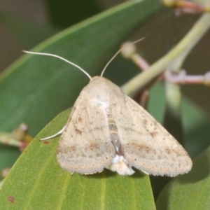 Helicoverpa (genus) at Stromlo, ACT - 24 Jan 2021