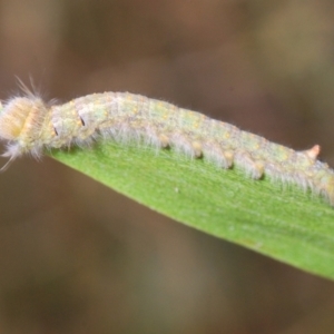 Helicoverpa (genus) at Stromlo, ACT - 24 Jan 2021 05:16 PM