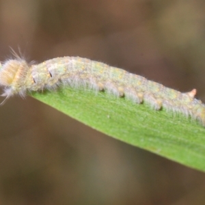 Helicoverpa (genus) at Stromlo, ACT - 24 Jan 2021