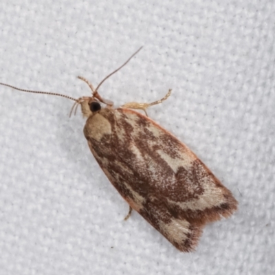 Garrha (genus) (A concealer moth) at Melba, ACT - 17 Jan 2021 by kasiaaus