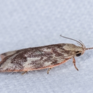 Garrha (genus) at Melba, ACT - 17 Jan 2021 10:13 PM