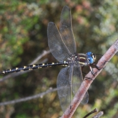 Notoaeschna sagittata (Southern Riffle Darner) at Namadgi National Park - 23 Jan 2021 by Harrisi