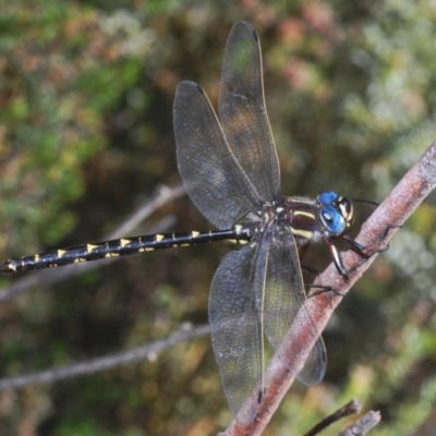 Notoaeschna sagittata (Southern Riffle Darner) at Namadgi National Park - 23 Jan 2021 by Harrisi