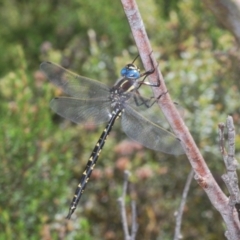 Notoaeschna sagittata at Cotter River, ACT - 23 Jan 2021 02:34 PM