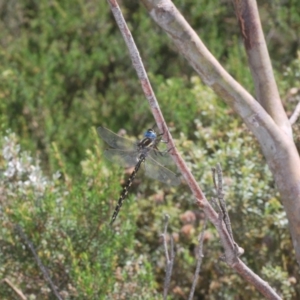 Notoaeschna sagittata at Cotter River, ACT - 23 Jan 2021