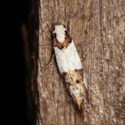 Monopis meliorella (Blotched Monopis Moth) at Melba, ACT - 17 Jan 2021 by kasiaaus