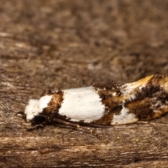 Monopis meliorella at Melba, ACT - 17 Jan 2021 10:16 PM