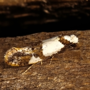 Monopis meliorella at Melba, ACT - 17 Jan 2021 10:16 PM