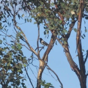 Cracticus nigrogularis at Paddys River, ACT - 25 Jan 2021