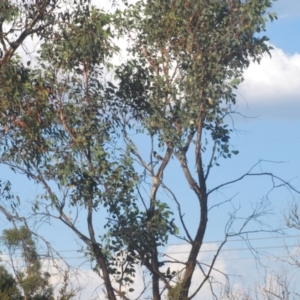 Cracticus nigrogularis at Paddys River, ACT - 25 Jan 2021