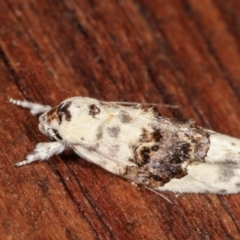 Piloprepes antidoxa (A concealer moth (Wingia group)) at Melba, ACT - 17 Jan 2021 by kasiaaus