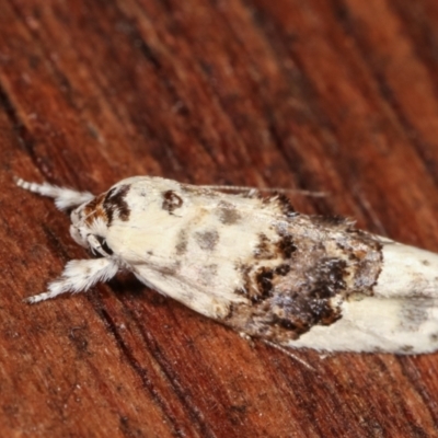 Piloprepes antidoxa (A concealer moth (Wingia group)) at Melba, ACT - 17 Jan 2021 by kasiaaus