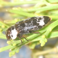 Hypocisseis suturalis (Cherry Ballart Jewel Beetle) at Mount Ainslie to Black Mountain - 23 Jan 2021 by Harrisi