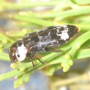 Hypocisseis suturalis at Campbell, ACT - 23 Jan 2021