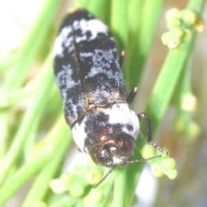 Hypocisseis suturalis at Campbell, ACT - 23 Jan 2021