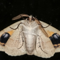 Gastrophora henricaria (Fallen-bark Looper, Beautiful Leaf Moth) at Melba, ACT - 17 Jan 2021 by kasiaaus