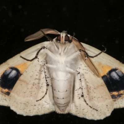 Gastrophora henricaria (Fallen-bark Looper, Beautiful Leaf Moth) at Melba, ACT - 18 Jan 2021 by kasiaaus