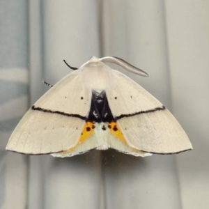 Gastrophora henricaria at Melba, ACT - 18 Jan 2021