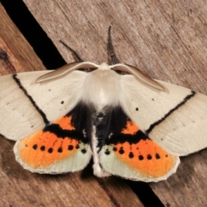 Gastrophora henricaria at Melba, ACT - 18 Jan 2021