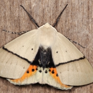 Gastrophora henricaria at Melba, ACT - 18 Jan 2021