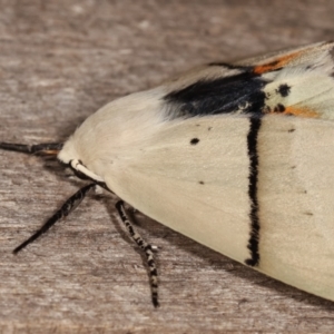 Gastrophora henricaria at Melba, ACT - 18 Jan 2021