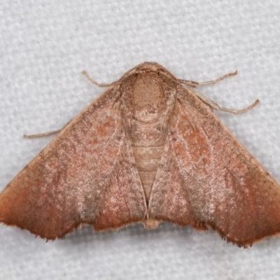 Aglaopus centiginosa (Dark-fringed Leaf Moth) at Melba, ACT - 17 Jan 2021 by kasiaaus